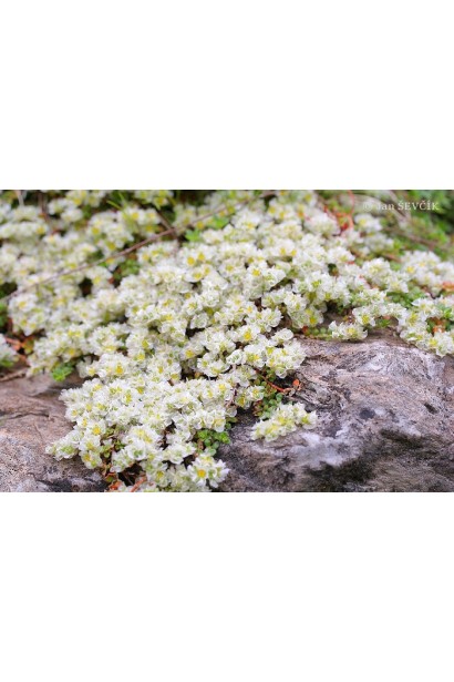 Низькоросла срібляста пароніхія в ландшафті